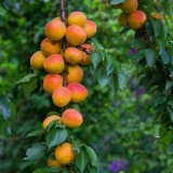 Marelica u predgrađu: uzgoj